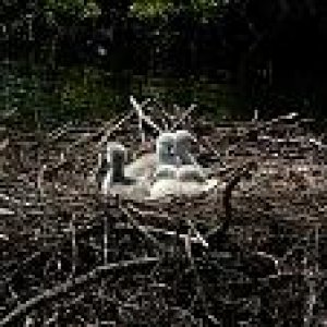 Swan Babies (Cygnets)
