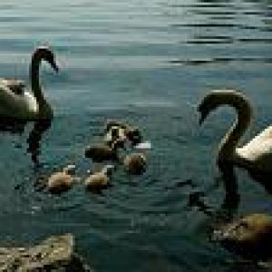 Swans and Babies