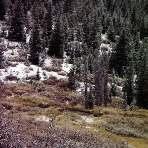 Autumn Snow with Deer