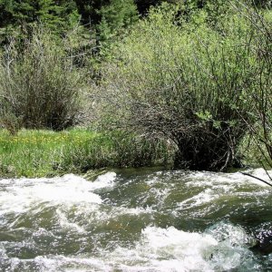 River with Willows
