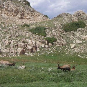 Elk