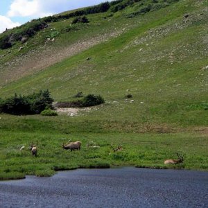 ELK