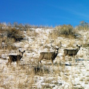 Deer Watching