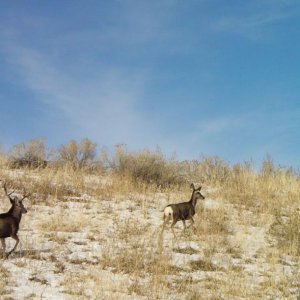 Deer Walking Away