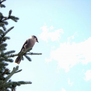 Loggerhead Shrike