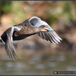 Pacific Black Duck