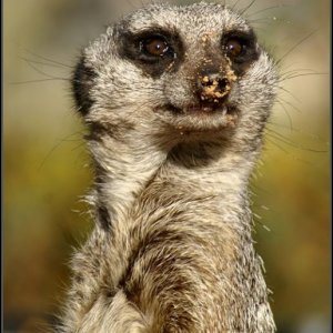 Meerkat Monarto Zoo