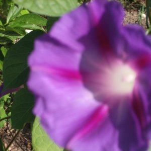 Morning Glorhttp://www.seniorforums.com/album.php?albumid=209&attachmentid=12842y (3)