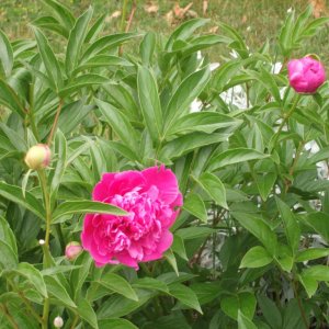 Peonyhttp://www.seniorforums.com/album.php?albumid=209&attachmentid=12843