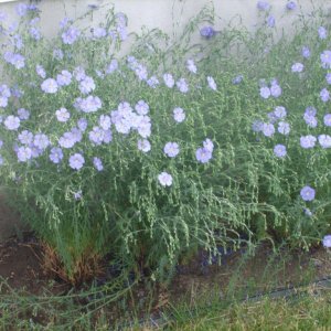 Blue Flaxhttp://www.seniorforums.com/album.php?albumid=209&attachmentid=12844