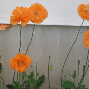 Poppieshttp://www.seniorforums.com/album.php?albumid=209&attachmentid=12845