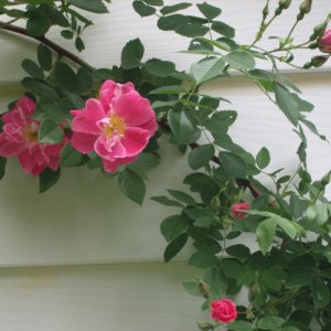 Branch of William Baffhttp://www.seniorforums.com/album.php?albumid=209&attachmentid=12846in Rose