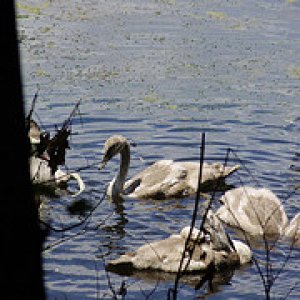 5966380392 82e76fcc61 m swans