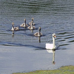 mother swan and 5 babies