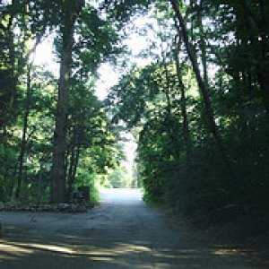 shady lane