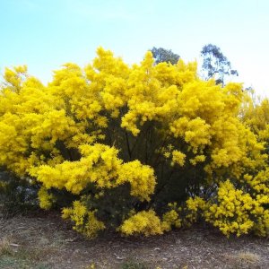 Golden Wattle tree .