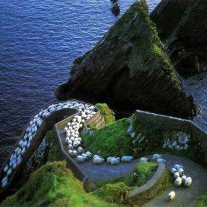 Sheep Highway Ireland