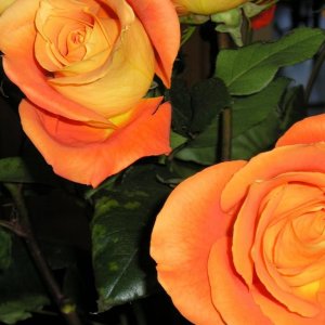 Flowers my daughter got me for my birthday