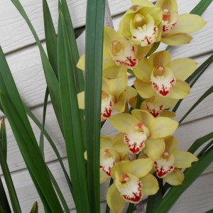 My cymbidiam orchid first time its flowered