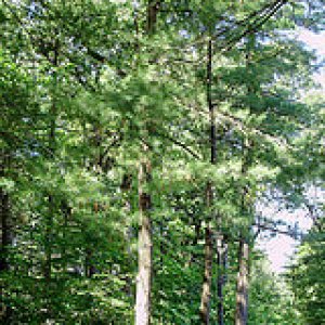 pine trees