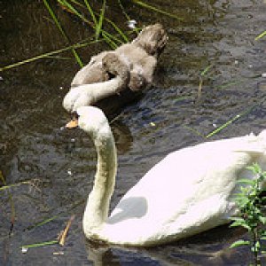 swan and cygnet