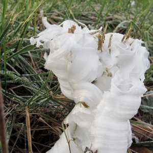 698 Frost Flower