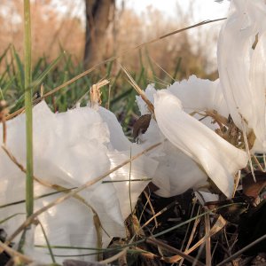 697 Frost Flower