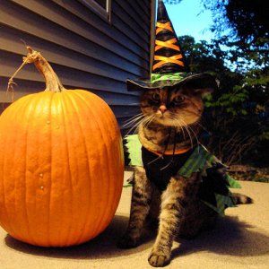 halloween cat 2