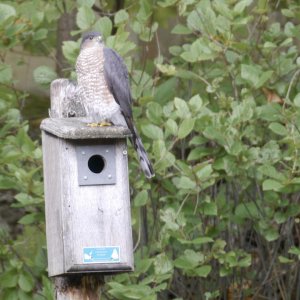 Backyard visitor.