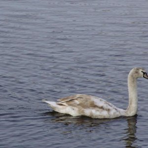 gray mute swan swimming