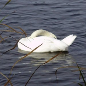 swan preening
