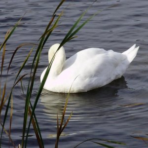 white mute swan 2