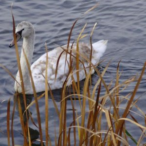 grey mute swan