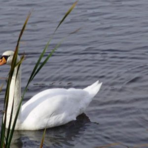 white mute swan