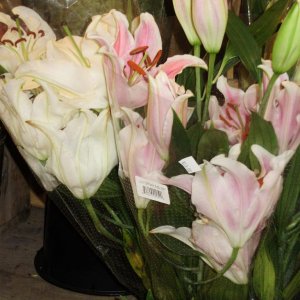 oriental lilies