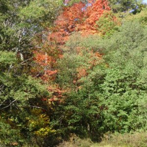 red tree in early autumn