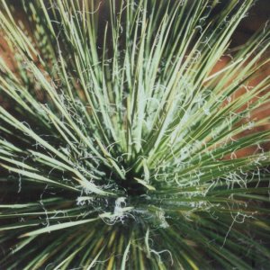 Desert Plant Closeup