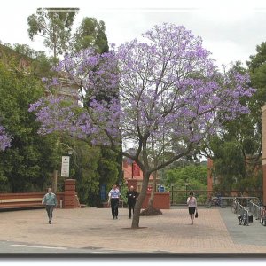 Jacaranda at Adelaide Uni