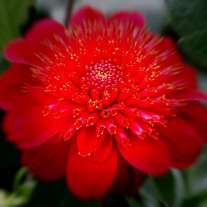 Butchart Gardens Favorite