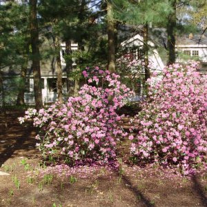 azaleas