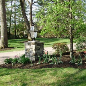 driveway with tulips