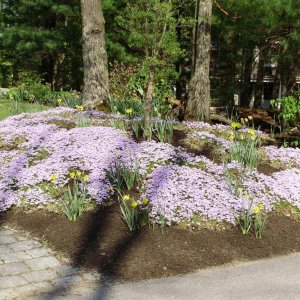 purple blossoms