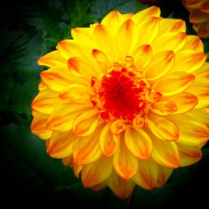 Yellow Flower 1601