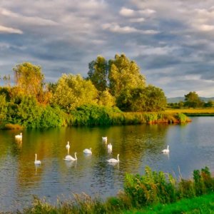 Evening swans