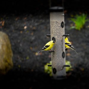 Gold Finches