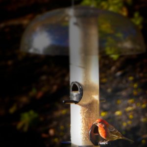 Finch on Feeder