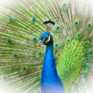 Peacock