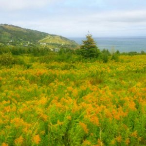 Nova Scotia field.