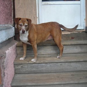 dog bath 010