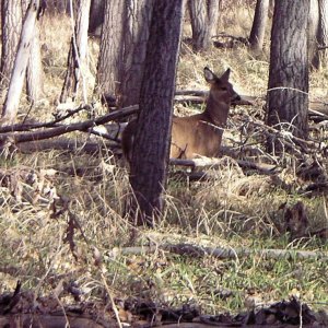 Thanksgiving Day Deer